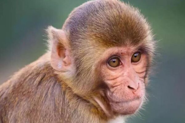 बाँदर आतङ्कको समाधान खोज्दै सरकार, कार्यदलले माग्यो राय सुझाव