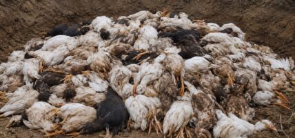 बर्डफ्लु संक्रमण : काभ्रेमा ४० हजारभन्दा बढी हाँस–कुखुरा नष्ट
