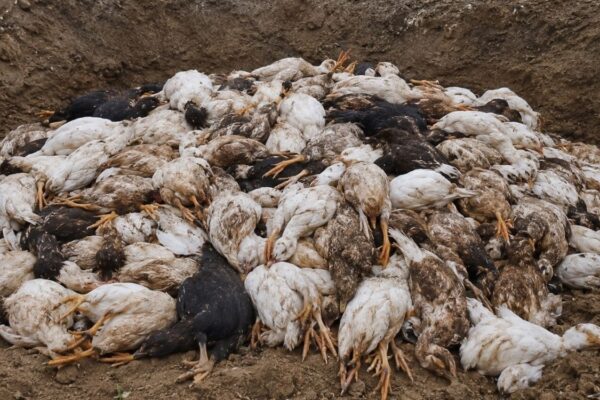बर्डफ्लु संक्रमण : काभ्रेमा ४० हजारभन्दा बढी हाँस–कुखुरा नष्ट