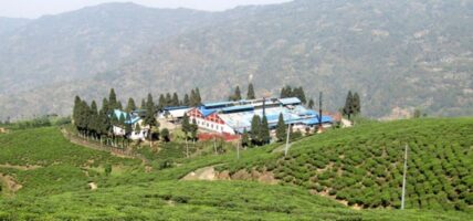 भारतीय अवरोधले नेपाली चिया उद्योग संकटमा, इलाम-झापाका दर्जनौं उद्योग बन्द