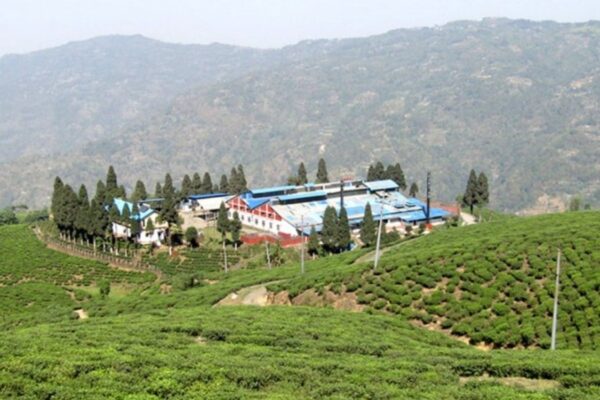 भारतीय अवरोधले नेपाली चिया उद्योग संकटमा, इलाम-झापाका दर्जनौं उद्योग बन्द