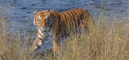 बाघ गणनाको नतिजा सार्वजनिक, ४२९ पुग्याे