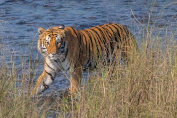 बाघ गणनाको नतिजा सार्वजनिक, ४२९ पुग्याे