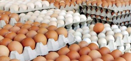 माग बढेसँगै अण्डाको समर्थन मूल्य पनि बढ्यो