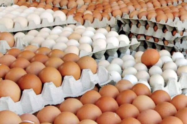 माग बढेसँगै अण्डाको समर्थन मूल्य पनि बढ्यो