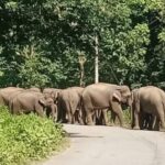२२ वटा हात्ती लागे भारततिर