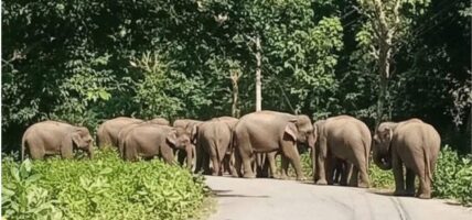 २२ वटा हात्ती लागे भारततिर