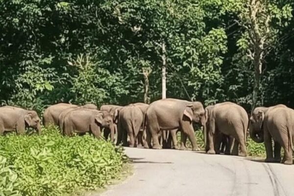 २२ वटा हात्ती लागे भारततिर २२ वटा हात्ती लागे भारततिर