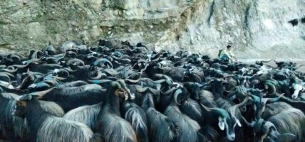 पोखरामा दसैँका लागि भेडाच्याङ्ग्रा बिक्री गर्न हाटबजार सञ्चालन
